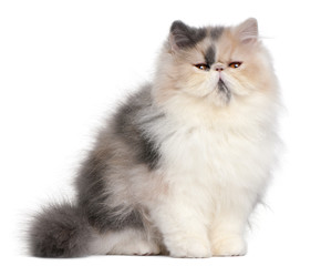 Persian kitten, 6 months old, in front of white background