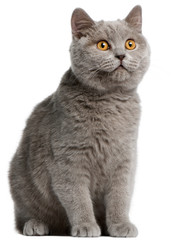 British Shorthair kitten, 5 months old