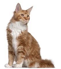 Foto op Canvas Maine Coon kitten, 7 months old, in front of white background © Eric Isselée