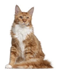 Maine Coon kitten, 7 months old, in front of white background