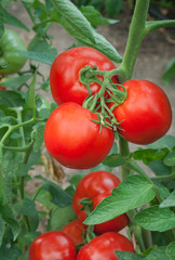 ripe tomatoes in the greenhouse