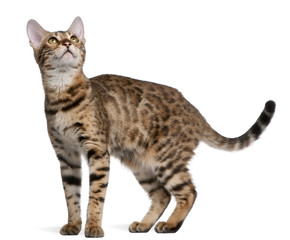 Bengal kitten, 6 months old, in front of white background