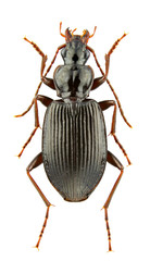 Limnodromus assimilis