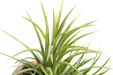 Tillandsias: 