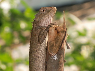Oriental Garden Lizard
