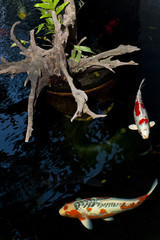 Beautiful Koi fish in the pool