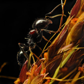 Macro..ant Images – Browse 104,905 Stock Photos, Vectors, and Video