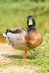 male wild duck stand on single foot