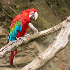 Plakat macaw on the branch