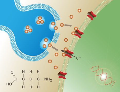 GABA Neurotransmitter