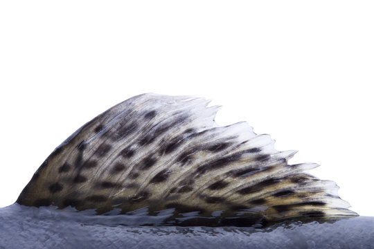 Fischflosse