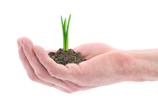 Hand holding a snowdrop sprout