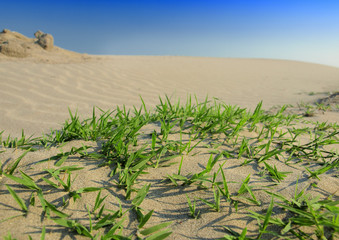 grass in desert