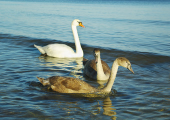 White swan and grey sygnets.