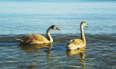 Two cygnets.