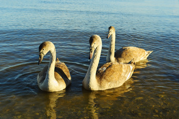 Cygnets.