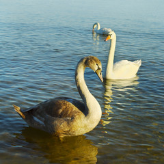 Cygnet and white swans.