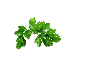 Twig of parslay.