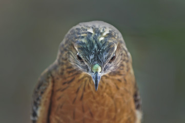 Merlin