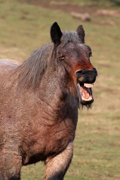 Mort de rire