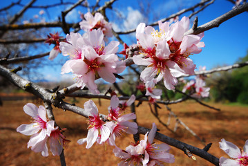 almendro en flor 6