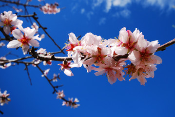 flor almendro rosa 5