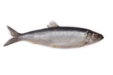 Papier Peint photo autocollant Poisson Salted herring fish isolated on white background