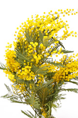 branch of a mimosa on a white background