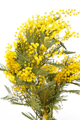 Obraz premium branch of a mimosa on a white background