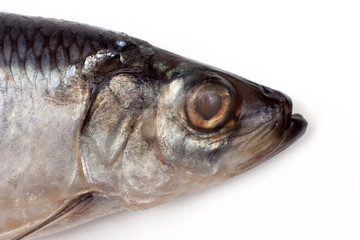 salted herring fish isolated on white background