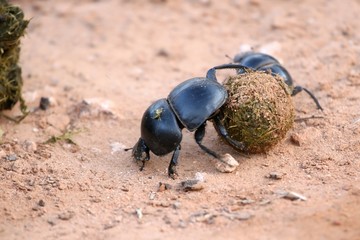 Dung Beetles