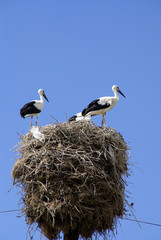 storks on a nest