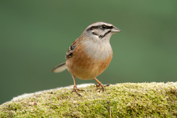 El pájaro escribano