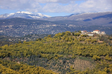 mimosas et montagnes