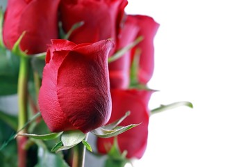 Fototapeta premium Red roses