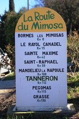 La route du mimosa