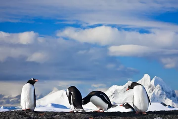 Foto auf Alu-Dibond penguins dreaming © Goinyk