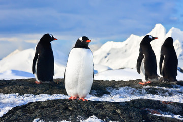 penguins  on a rock in Antarctica