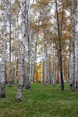 Tuinposter berkenbomen in de vroege herfst © Vladimir Glazkov