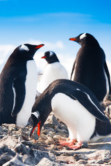 Obraz premium penguins in Antarctica