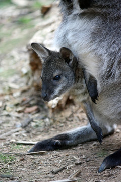 Kangaroo with baby in her pouch