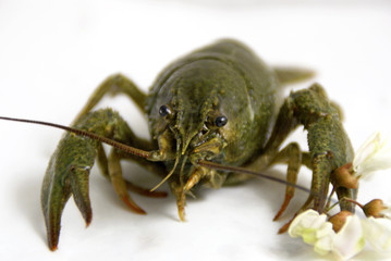 Crawfish