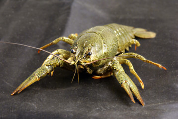 Crawfish