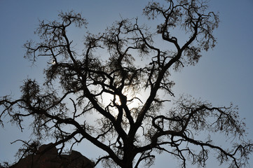 Dry tree silhouette against sun on blue sky