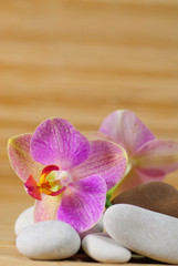 Naklejka na ściany i meble Orchidee Phalaenopsis