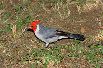 Red-crested Cardinal