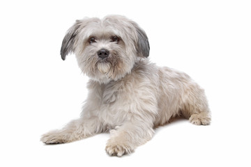 Maltese mix dog