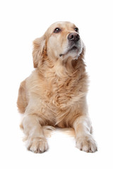 Golden Retriever in front of a white background.