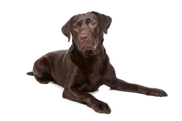 chocolate Labrador Retriever