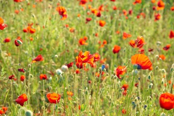 Poppies on the field